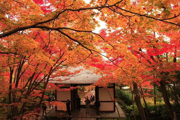 日本京都與北海道 精致和風(fēng)庭院與絢爛日本紅楓之旅