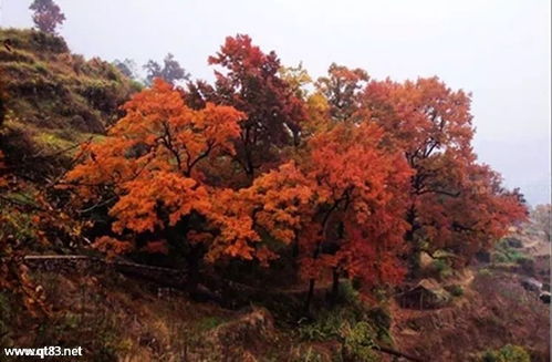 12月9-10日周末休閑徒步 探訪(fǎng)中國(guó)最美大會(huì)嶺紅楓古道與百丈漈風(fēng)景區(qū)