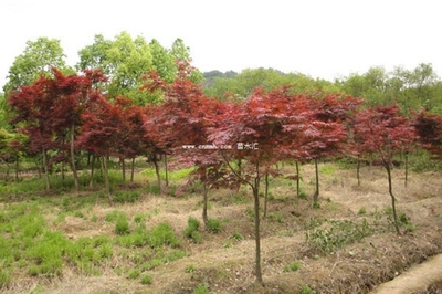 雞爪槭、紅楓與日本紅楓 三者的區(qū)別詳解