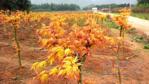 華彩三農(nóng) 寒冬里的暖暖楓情日本紅楓